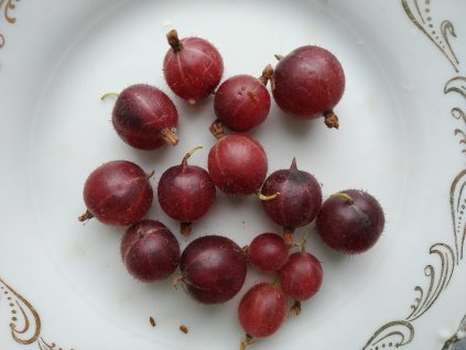 Angrešt červený 'Karmen' - stromkový PROSTOKOŘENÝ