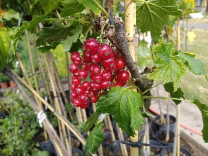Červený rybíz 'Rubigo' - stromkový PROSTOKOŘENÝ