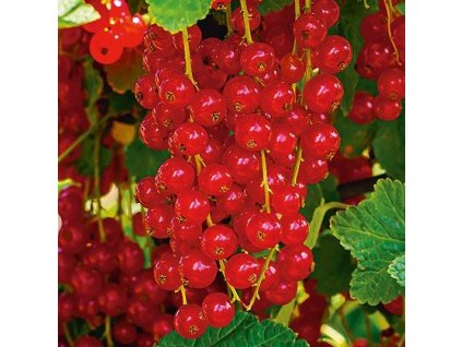 Rybíz stromkový červený MARATON2