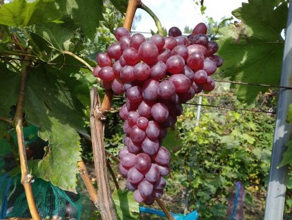 Vinná réva stolní - 'Elma' PROSTOKOŘENÁ