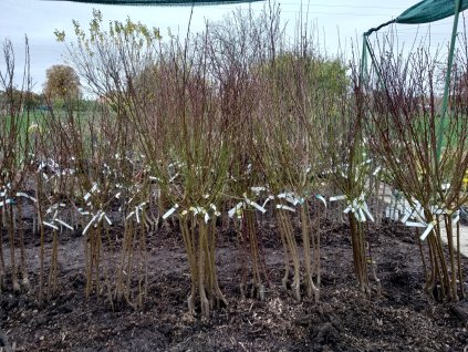 Meruňka 'Velkopavlovická' - špičák (Myrabolán)