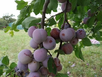 Slivoň 'Althanova' - renklóda - špičák PROSTOKOŘENÁ