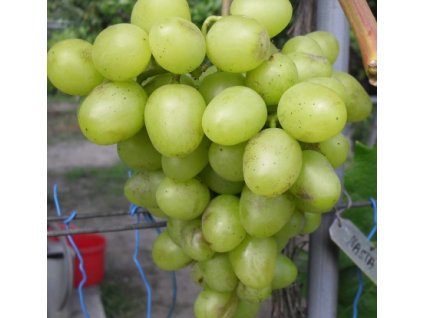 Arkádie