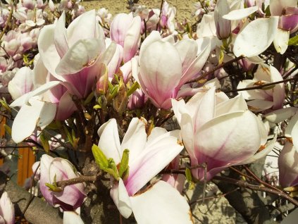Šácholan Soulangeanův - Magnolia soulangeana