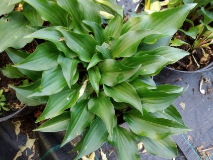 Bohyška - Hosta minima