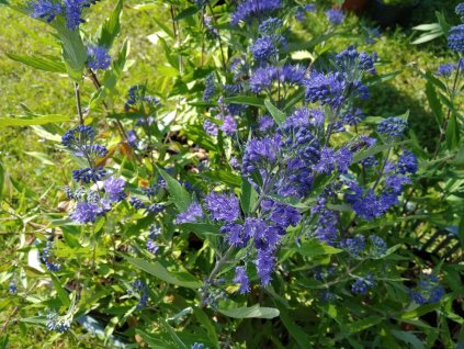 Ořechokřídlec clandonský 'Heavenly Blue' - Caryopteris clandonensis 'Heavenly Blue'