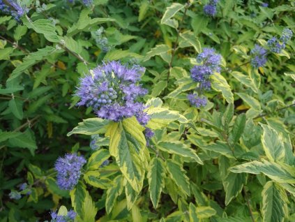 Ořechokřídlec panašovaný - Caryopteris clandonensis