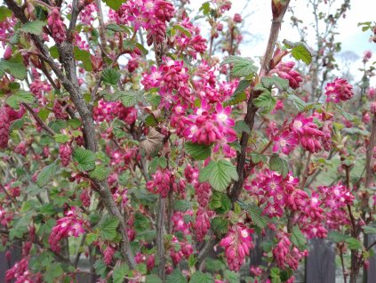 Meruzalka krvavá - Ribes sanguineum 'King Edward VII.'