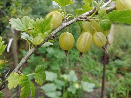 Angrešt žlutý 'Mucurines' - stromkový PROSTOKOŘENÝ