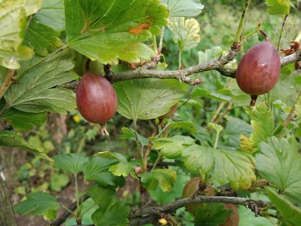 Angrešt červený 'Karát' - stromkový PROSTOKOŘENÝ