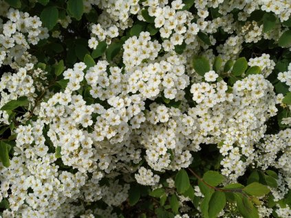 Tavolník - Spiraea x vanhouttei 1 l