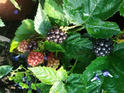 Ostružina (beztrnná) - Rubus fruticosus 'Dirksen'