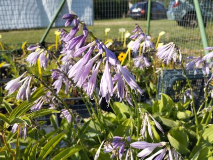 Bohyška - Hosta zelená 1 l