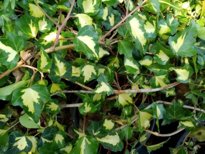 Břečťan popínavý žlutozelený - Hedera helix 'Gold Heart'