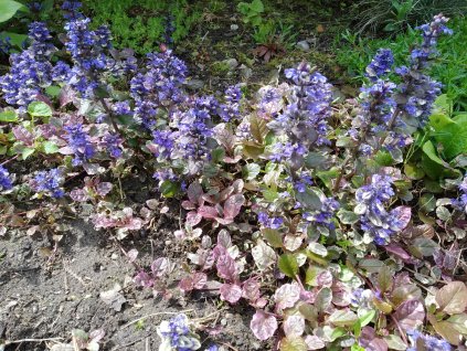 Zběhovec - Ajuga reptans 'Mini Mahagony'