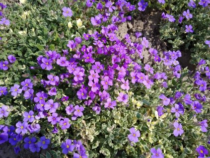 Tařička - Aubrieta hybrida - modrá