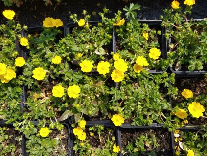 Mochna - Potentilla crantzii 'Goldrausch'