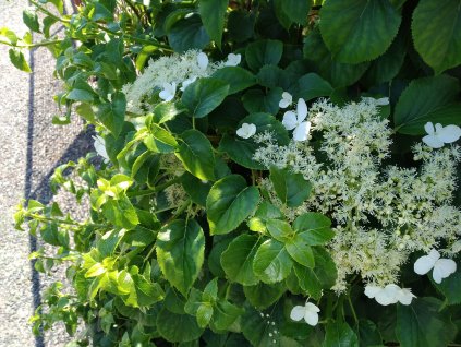 Hortenzie řapíkatá - Hydrangea petiolaris