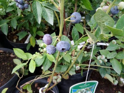 Kanadská borůvka 'Darrow' - Vaccinium corymbosum 'Darrow'