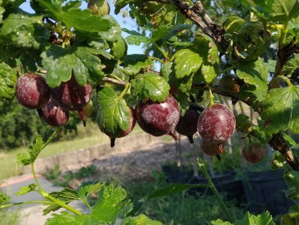 Angrešt červený beztrnný 'Spinefree' - keř V KVĚTINÁČI