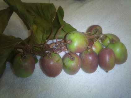 Kiwi - Actinidia arguta 'Issai' - maloplodé