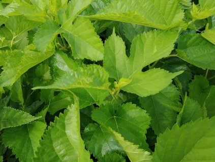 Moruše černá - Morus 'Shin-Tso'