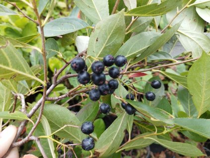 Černý jeřáb - Aronia melanocarpa 'Hugin' 1 l - keř