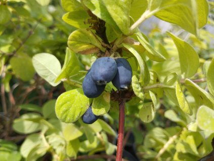 Zimolez kamčatský 'Duet' - Lonicera (borůvka z Kamčatky)