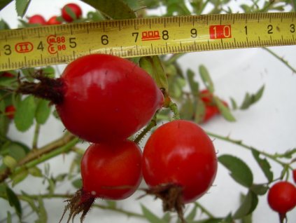 Rosa villosa (L.) KARPATIA