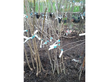 Třešeň 'Stella' - špičák