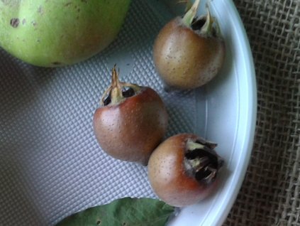 Mišpule - Mespilus germanica