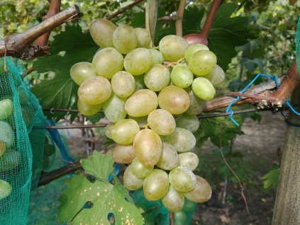 Vinná réva stolní - 'Jupiter' - PROSTOKOŘENÁ