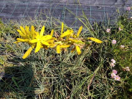 Jákobova hůl - Asphodeline lutea