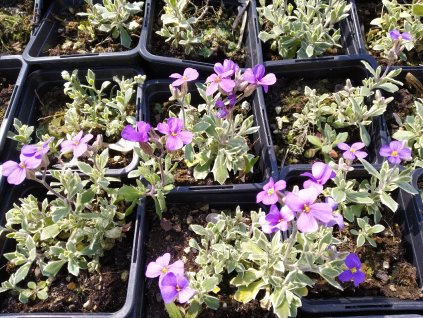 Tařička - Aubrieta hybr. 'Silberrand'