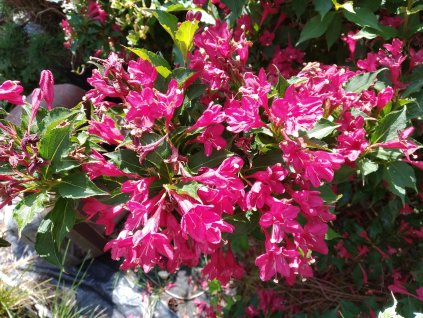 Vajgelie - Weigela florida 'Lucifer'