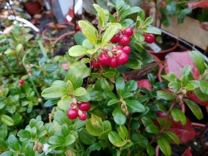 Brusinka - Vaccinium vitis-idaea 'Red Pearl'