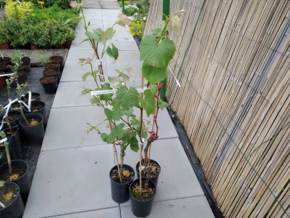 Vinná réva stolní - 'Japonská Isabela'