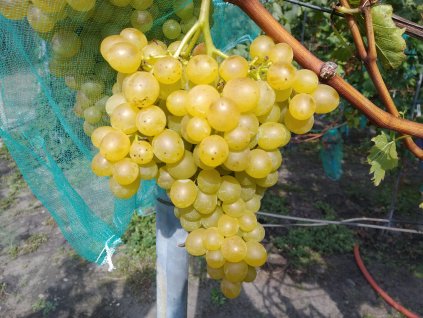 Vinná réva stolní - 'Palatina' neboli 'Prim' PROSTOKOŘENÁ