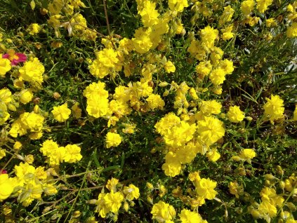 Devaterník - Helianthemum 'Gelbe Perle'