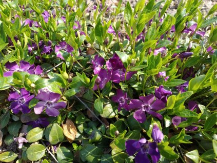 Barvínek vínový - Vinca minor 'Atropurpurea'