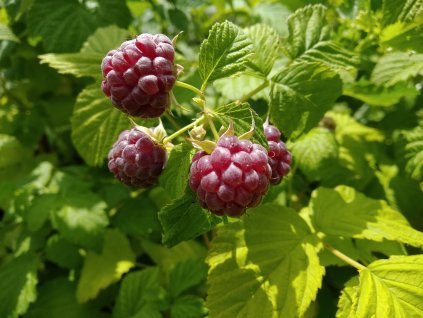 Malina fialová - Rubus hybridus 'Glen Coe'