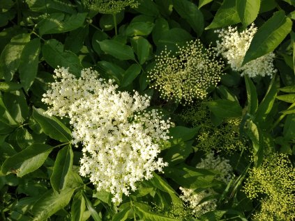 Černý bez - semenáč - Sambucus nigra