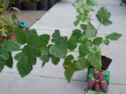 Malinoostružina - Rubus hybridus 'Tayberry Buckingham'