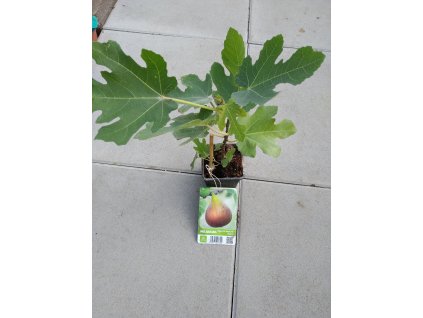 Fíkovník 'Melanzana' - keř