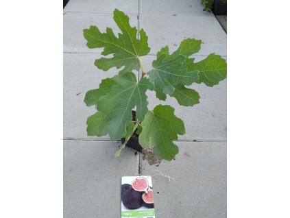 Fíkovník 'Turca' - keř