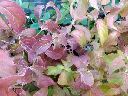 Dřín japonský - Cornus kousa chinensis