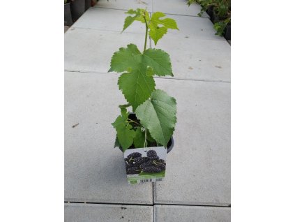 Moruše černá 'Trnavská'