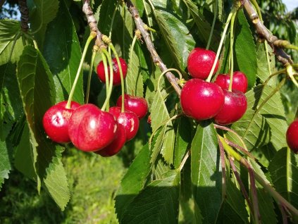 Třešeň zakrslá 'Rivan' - špičák (vzrůst do 3 metrů)