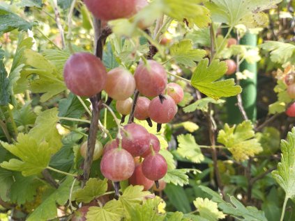 Angrešt červený beztrnný 'Kaptivátor' - stromkový - PROSTOKOŘENÝ