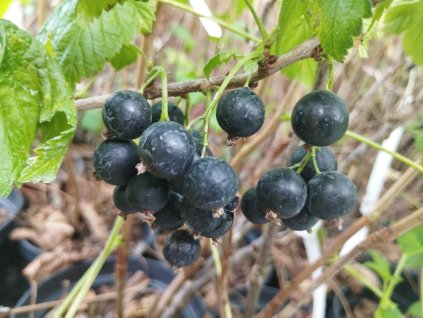 Černý rybíz 'Titania' - stromkový PROSTOKOŘENÝ